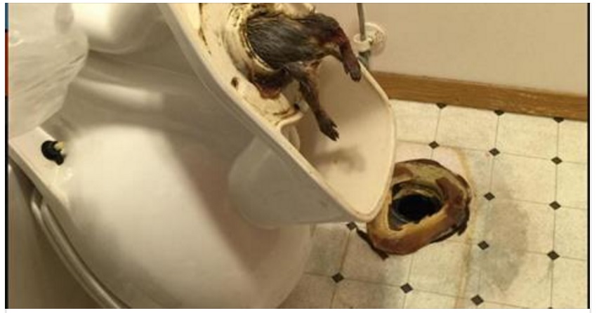 GUARDATE UN UOMO COSA HA TROVATO NELLE TUBATURE DEL SUO BAGNO - FOTO - 07/11/2016