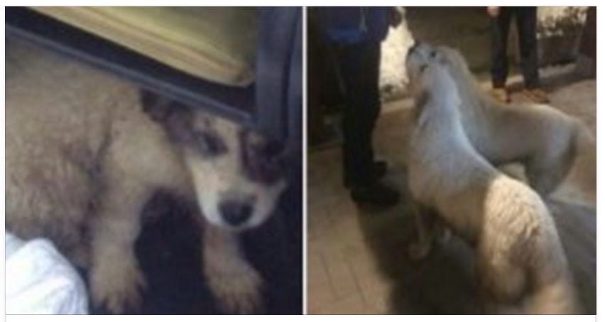 CUCCIOLO ESTRATTO DALLA NEVE VICINO ALL'HOTEL DISTRUTTO: E' FIGLIO DEI CANI GIA' SALVI - 21/01/2017
