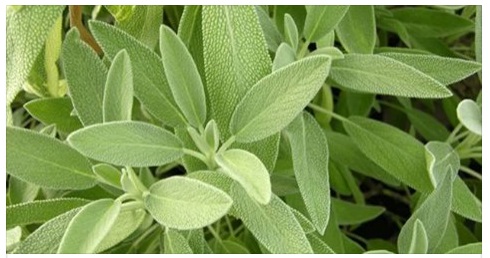 LA MIRACOLOSA SALVIA CHE CURA UNA MALATTIA MOLTO TEMIBILE: ECCO COME UTILIZZARLA SUBITO - 23/03/2017