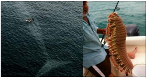 DOPO AVER VISTO QUESTA FOTO: AVRESTE ANCORA IL CORAGGIO DI ANDARE IN SPIAGGIA A NUOTARE? - 24/03/2017