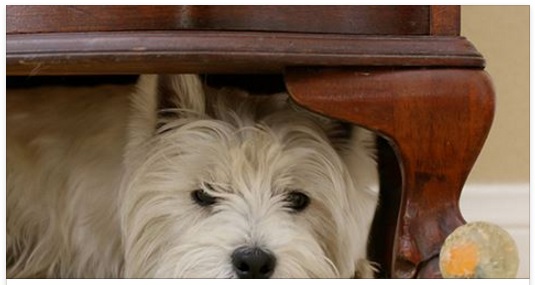 COME AIUTARE I CANI CHE HANNO PAURA DEI BOTTI DI CAPODANNO - 27/12/2016