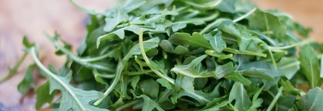 INSALATA KILLER, SOTTO ACCUSA LA RUCOLA IN BUSTA: DUE MORTI E CENTINAIA DI MALATI DA E-COLI - 17/07/2016