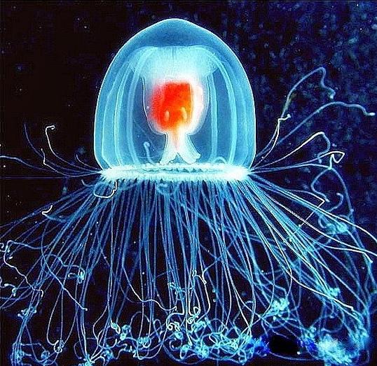 SCOPERTA FORMA DI VITA IMMORTALE, E' UNA MEDUSA DEL MAR DEI CARAIBI - 28/12/2013