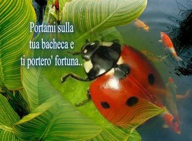 Immagine Divertente - 23/12/2012