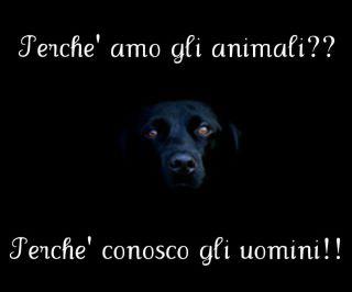 Immagine Divertente - 29/12/2012