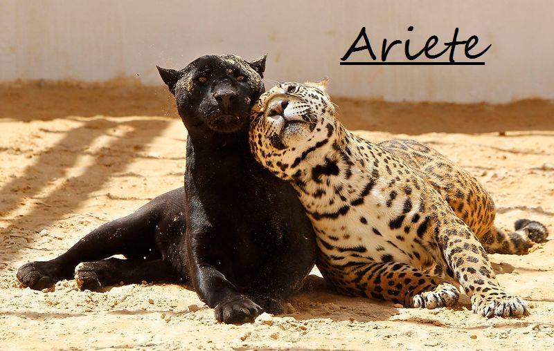 Er tuo segno zodiacale pe' ogni animale: ARIETE - 23/05/2012