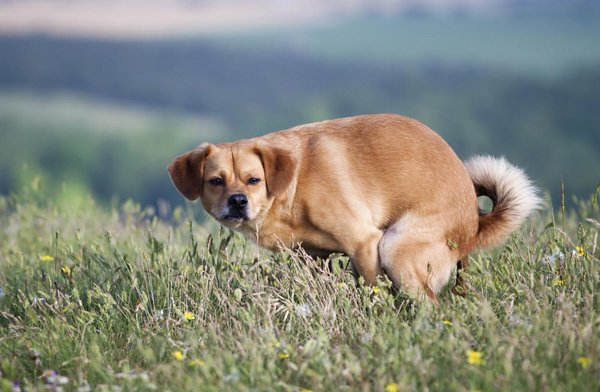 ECCO SPIEGATO IL MOTIVO PER CUI IL VOSTRO CANE VI GUARDA NEGLI OCCHI MENTRE FA LA CACCA - CI AVRESTE MAI PENSATO? - 25/02/2016