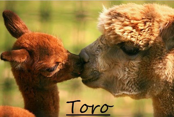 Er tuo segno zodiacale pe' ogni animale: TORO