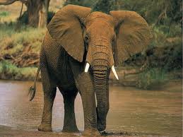 CHE COSA FA UN ELEFANTE DE 800 KG ?? - 21/03/2012