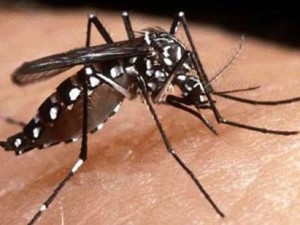 PAURA A ROMA: PRIMO CASO DI ZIKA - SI DIFFONDE IL PANICO - 08/02/2016
