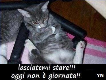 Immagine Divertente - 27/02/2013