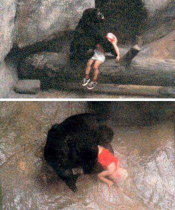 Bambino cade da 6 mt. di altezza in una gabbia di Gorilla. Storia emozionante - Foto - 01/09/2013
