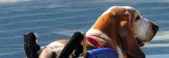 CAMILLO, IL BASSETTHOUND CON LA CARROZZELLA TARGATA DIVENTA UNA STAR SU FACEBOOK - 12/06/2014