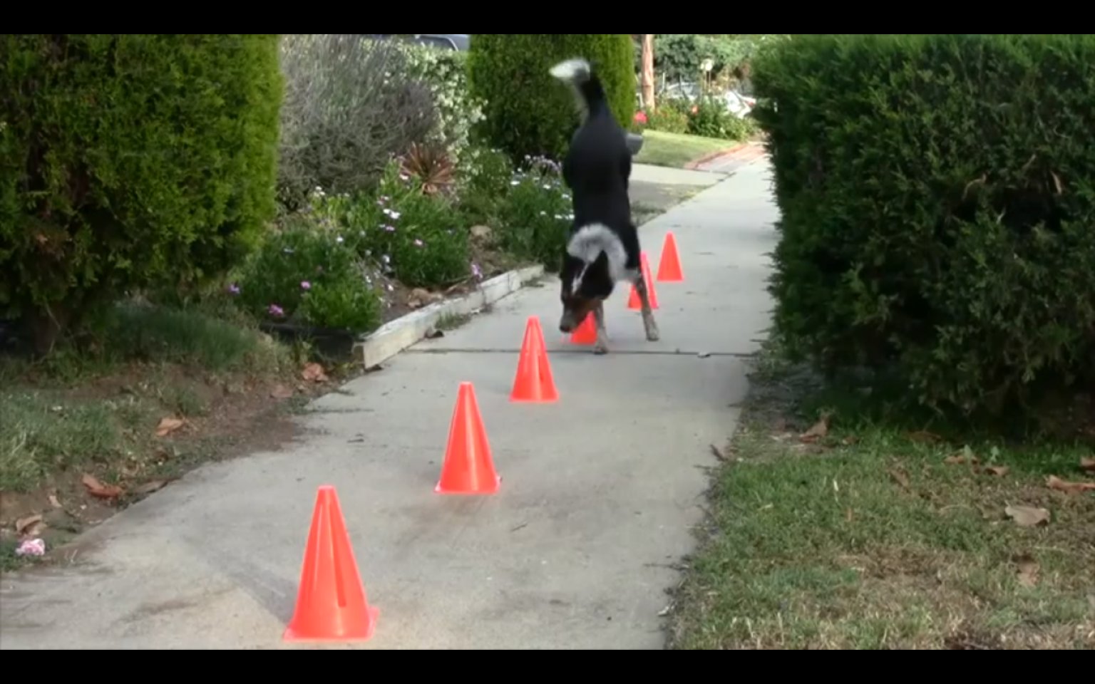 JUMPY, IL CAGNOLINO ADDESTRATO IN MODO SORPRENDENTE - VIDEO - 27/11/2014