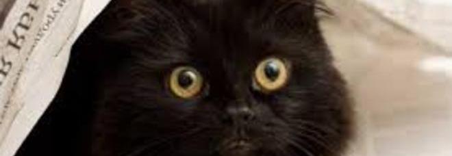 HALLOWEEN SI AVVICINA: HAI UN GATTO NERO? TIENILO IN CASA O RISCHIA LA VITA - ECCO PERCHE' - 28/10/2014