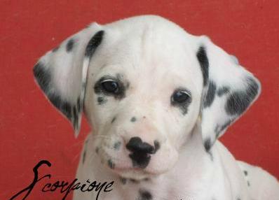 Il tuo segno zodiacale per ogni cucciolo: SCORPIONE - 17/04/2012