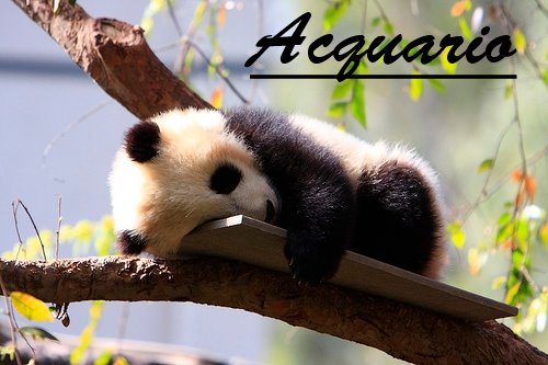 Er tuo segno zodiacale pè ogni animale: ACQUARIO - 23/05/2012