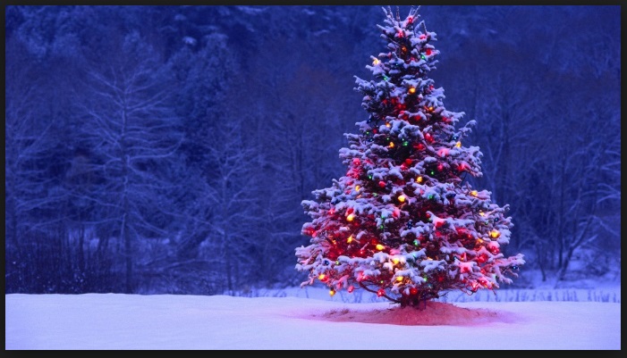 ECCO COME NASCE L'USANZA DELL'ALBERO DI NATALE - 18/12/2016