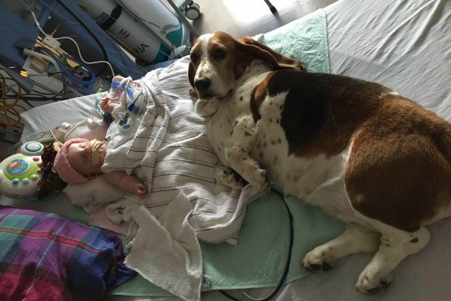 LA PICCOLA E' IN FIN DI VITA, LA REAZIONE DEL CANE E' DA BRIVIDI - 04/05/2016