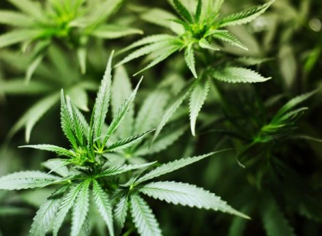 QUELLO CHE NON TI DICONO: LA MARIJUANA RIDUCE LA CRESCITA DEL CANCRO POLMONARE DEL 50% - 30/01/2014
