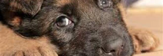 GDV, LA MALATTIA CHE PUÒ UCCIDERE I CANI: ECCO CHI RISCHIA DI PIÙ - 04/09/2014