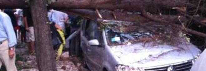 ROMA, CADE UN PINO: PANICO IN STRADA. AUTISTA INCASTRATO IN MACCHINA -FOTO ALL'INTERNO - 08/09/2013