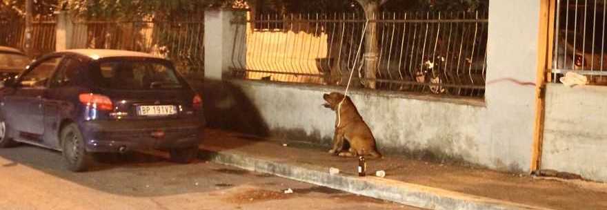 CANE AZZANNA UNA DONNA A ROMA, È GRAVISSIMA. L'ANIMALE, AIZZATO CONTRO I POLIZIOTTI, MUORE - 09/09/2013