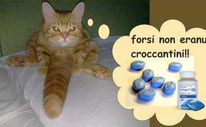Immagine Divertente - 04/07/2012