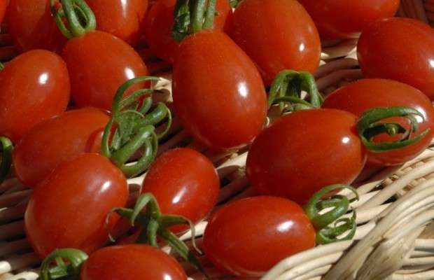 I POMODORI POTREBBERO RIDURRE IL RISCHIO DI CANCRO AL SENO - 21/12/2013