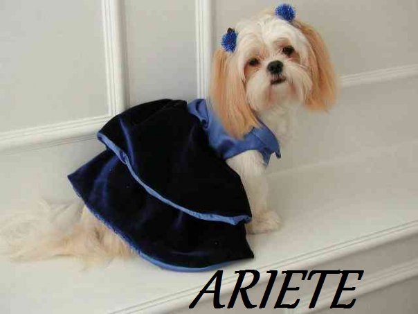 Er tuo segno zodiacale per ogni cagnolino: ARIETE - 10/05/2012