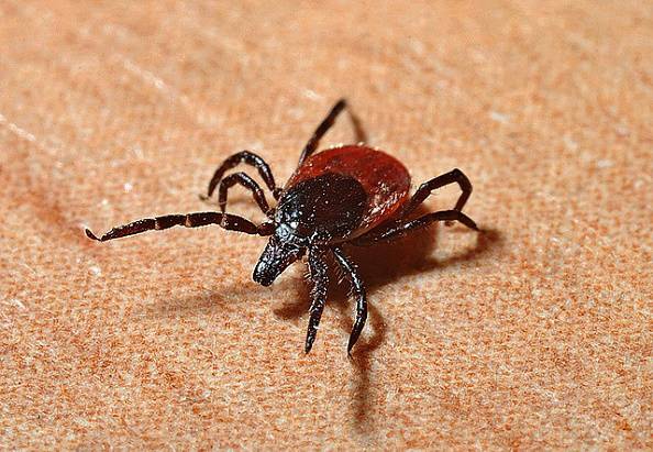 ALLARME ZECCHE: 7 CASI DI ENCEFALITE IN POCHE ORE - 26/06/2016