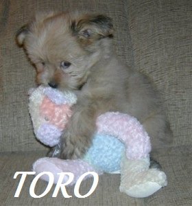 Er tuo segno zodiacale per ogni cagnolino: TORO