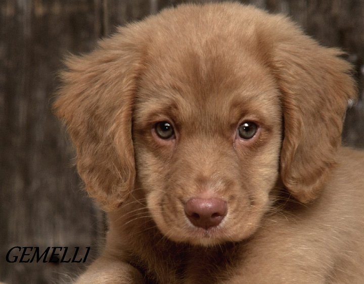 Er tuo segno zodiacale per ogni cagnolino: GEMELLI - 10/05/2012