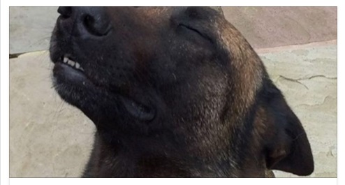 CANE EROE 'SORRIDENTE' EMOZIONA TUTTI, LA SUA IMPRESA E' STATA STRAORDINARIA - 11/06/2016