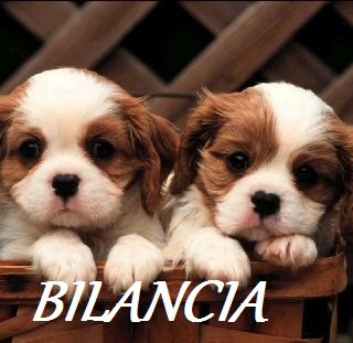 Er tuo segno zodiacale per ogni cagnolino: BILANCIA