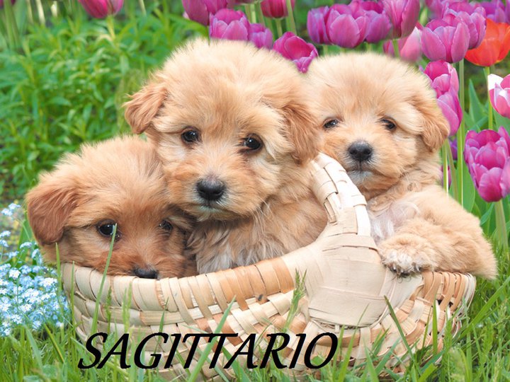 Er tuo segno zodiacale per ogni cagnolino: SAGITTARIO