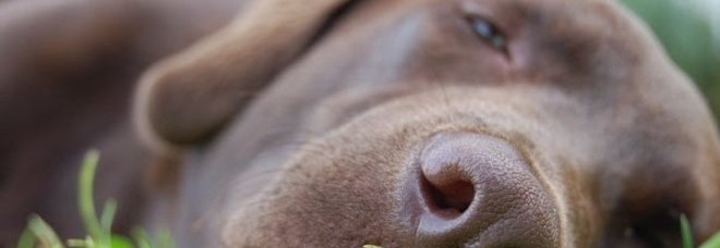 IL CIBO 'MADE IN CHINA' UCCIDE CANI E GATTI. ''600 VITTIME'': E LA FDA LANCIA L'ALLARME - 24/10/2013