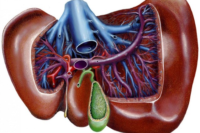 RIGENERARE UN FEGATO DALLA PELLE: UNA RICERCA DONA SPERANZA DI CURA A MILIONI DI MALATI - 28/02/2014
