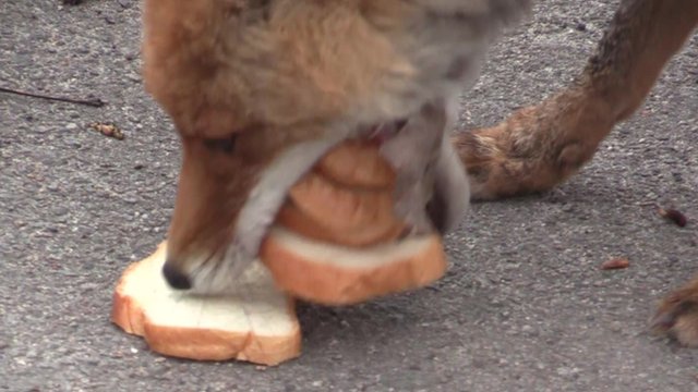 VOLPE SI FA IL PANINO DA SOLA - VIDEO - 02/07/2015
