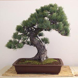 SE I SOLDI CRESCESSERO SUGLI ALBERI... A ME CAPITEREBBE SICURAMENTE UN BONSAI !! - 08/03/2012