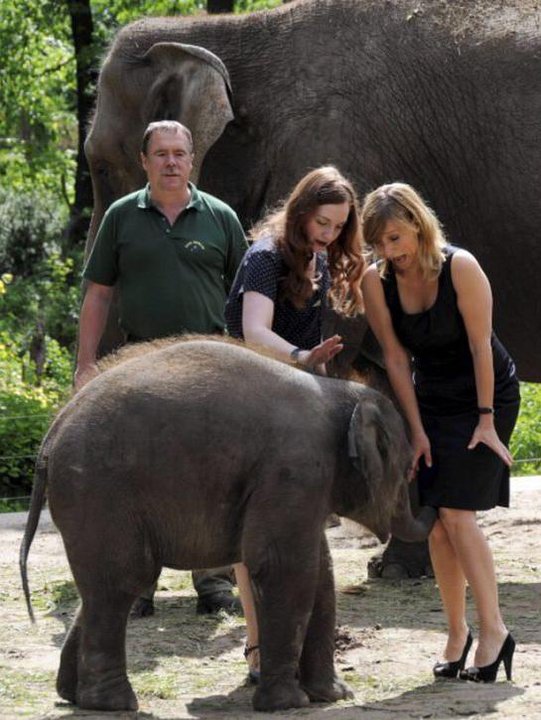 DPPO ER CAVALLO GOLOSO E ER DELFINO CURIOSO... ECCO A VOI L'ELEFANTE MANIACO !! - 10/03/2012
