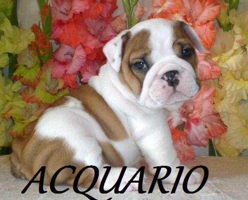 Er tuo segno zodiacale per ogni cagnolino: ACQUARIO - 10/05/2012