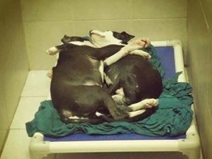 IL CUCCIOLO DI CANE SEMPRE ATTACCATO AL FRATELLO CIECO - FOTO - 19/11/2013