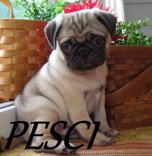 Er tuo segno zodiacale per ogni cagnolino: PESCI - 10/05/2012
