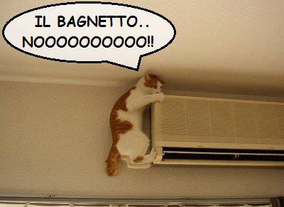 Immagine Divertente - 08/07/2012