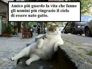 Immagine Divertente - 10/07/2012