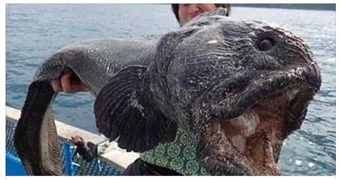 ''E' UN APOCALISSE'' I PESCATORI DEL PACIFICO STANNO CATTURANDO PESCI CON TUMORI: CONTAMINATI DA RADIOATTIVITA' - 06/07/2017