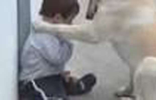 Il labrador è il migliore amico del bimbo down. Il video commuove il web - 07/05/2013