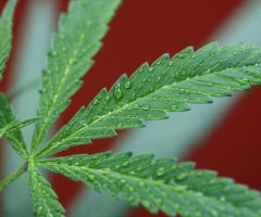 LA MARIJUANA PUO' FERMARE LA METASTASI DEL CANCRO, SCOPERTA DEI MEDICI - 03/11/2012