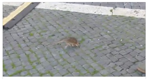 NATALE A ROMA: IL DISGUSTOSO AVVISTAMENTO A PIAZZA NAVONA CHE PASSEGGIA INDISTURBATO - 25/12/2016